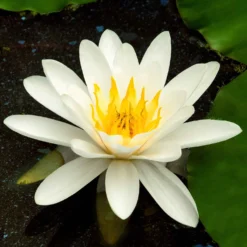 Seerose 'Marliacea Albida' - Weiße Blüten fürs Wasser