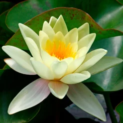 Seerose 'Marliacea Chromatella' - Gelbe Blüten den ganzen Sommer