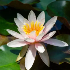 Seerose Marliacea Rosea - Rosa Blüten auf dem Wasser