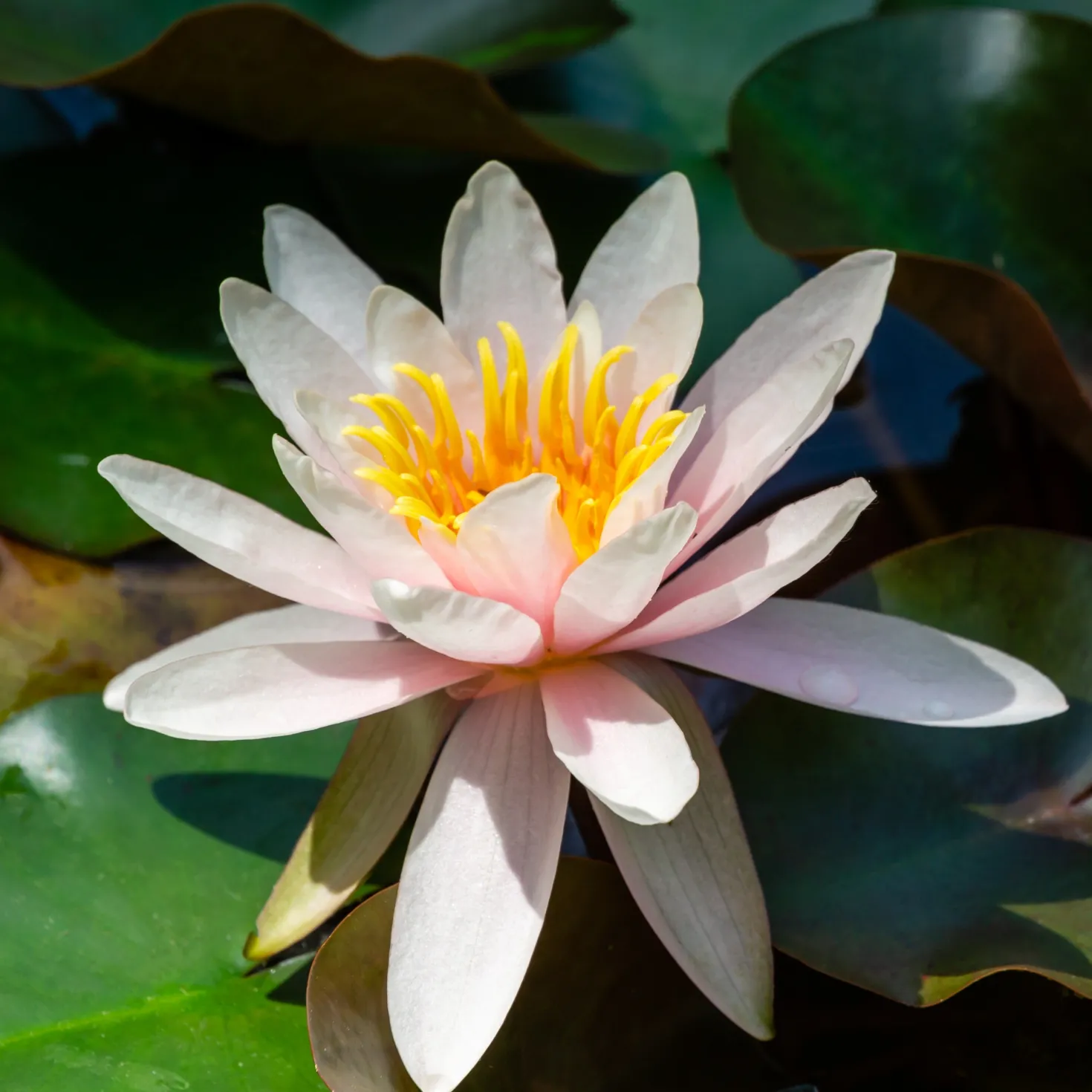 Seerose Marliacea Rosea - Rosa Blüten auf dem Wasser