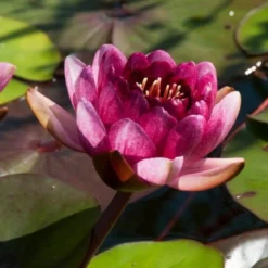 Seerose Perry's Almost Black - Fast schwarze Blüten im Teich