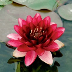 Seerose Perry's Almost Black - Fast schwarze Blüten im Teich