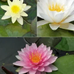 Seerose rosa-gelb-weiß (x3) - Elegante Seerosen, farbenfroh