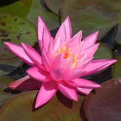 Seerose Rose Arey - Blüht den ganzen Sommer