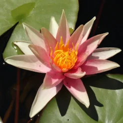 Seerose Sioux - Farbwechsel im Teich