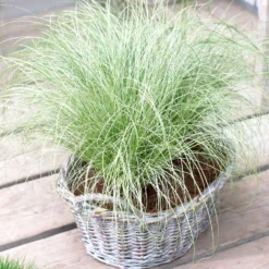 Segge 'Frosted Curls' - Silbrig gelockt, sofort schön