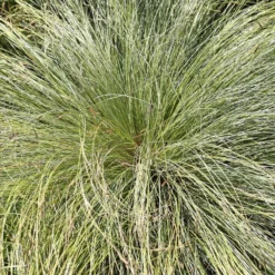 Segge 'Frosted Curls' - Silbrig gelockt, sofort schön