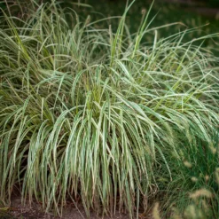 Segge 'Variegata' - Grün-cremes Blattwunder
