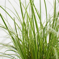 Segge 'Variegata' - Grün-cremes Blattwunder