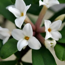 Seidelbast ‘Eternal Fragrance’ - Duftwolke fast das ganze Jahr