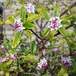 Seidelbast ‘Perfume Princess’® - Duft im Winter, ganz einfach