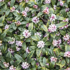 Seidelbast ‘Perfume Princess’® - Duft im Winter, ganz einfach