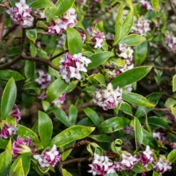 Seidelbast ‘Perfume Princess’® - Duft im Winter, ganz einfach