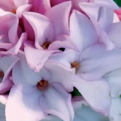 Seidelbast ‘Perfume Princess’® - Duft im Winter, ganz einfach
