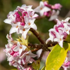Seidelbast ‘Perfume Princess’® - Duft im Winter, ganz einfach
