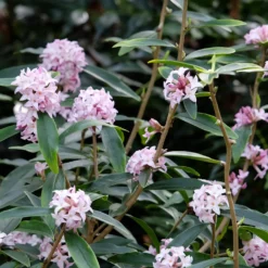 Seidelbast Spring Beauty - Duft mitten im Winter