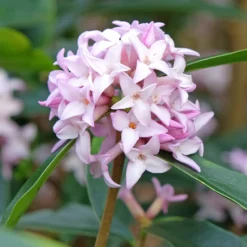 Seidelbast Spring Beauty - Duft mitten im Winter