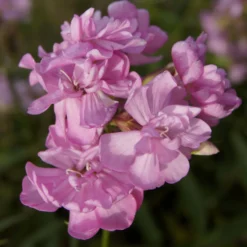 Seifenkraut rosa (gefüllt) - Duftende Blüten den Sommer lang