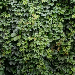 Selbstkletternde Jungfernrebe 'Engelmannii' - Grüne Wand ganz von allein