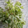 Selbstklimmender Mauerwein MonhamStar shower - Grüne Wand ganz von selbst