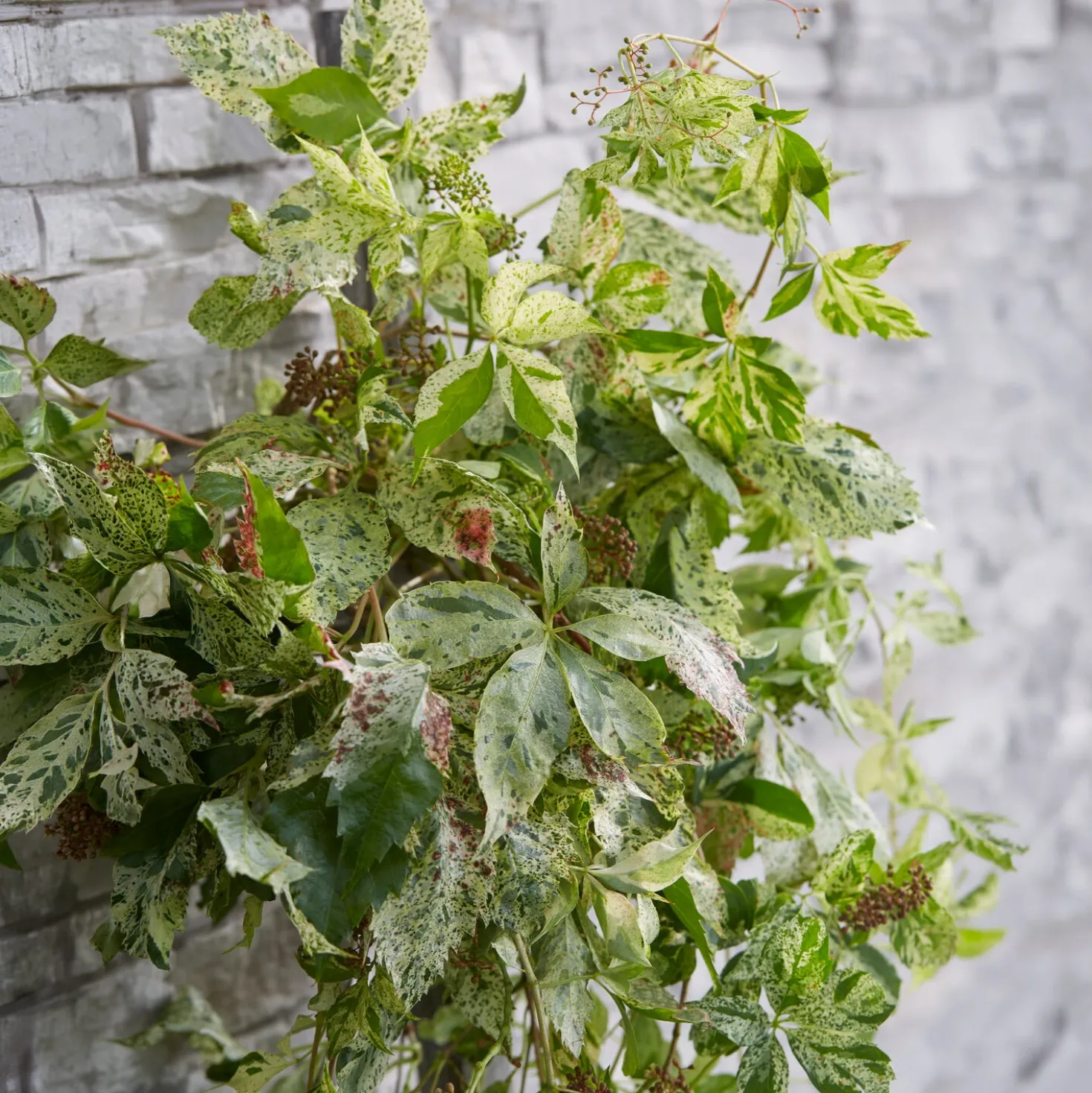 Selbstklimmender Mauerwein MonhamStar shower - Grüne Wand ganz von selbst