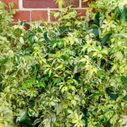 Selbstklimmender Mauerwein MonhamStar shower - Grüne Wand ganz von selbst
