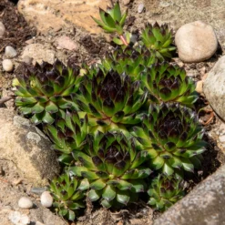 Sempervivum Chick Charms ® Appletini - Fettes Grün ohne Mühe