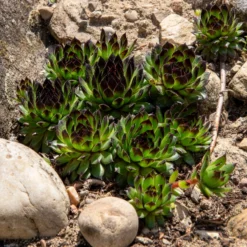 Sempervivum Chick Charms ® Appletini - Fettes Grün ohne Mühe