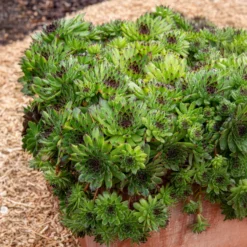 Sempervivum Chick Charms ® Appletini - Fettes Grün ohne Mühe
