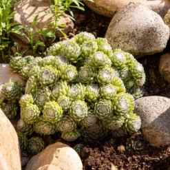Sempervivum Chick Charms ® Cotton Candy - Rosa Farbwechsel garantiert