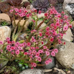 Sempervivum Chick Charms ® Cotton Candy - Rosa Farbwechsel garantiert