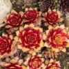 Sempervivum Chick Charms ® Gold Nugget - Goldene Farbe ohne Mühe