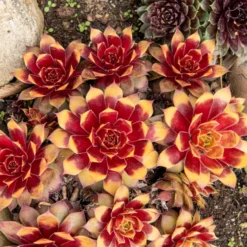 Sempervivum Chick Charms ® Gold Nugget - Goldene Farbe ohne Mühe