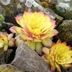 Sempervivum Chick Charms ® Gold Nugget - Goldene Farbe ohne Mühe