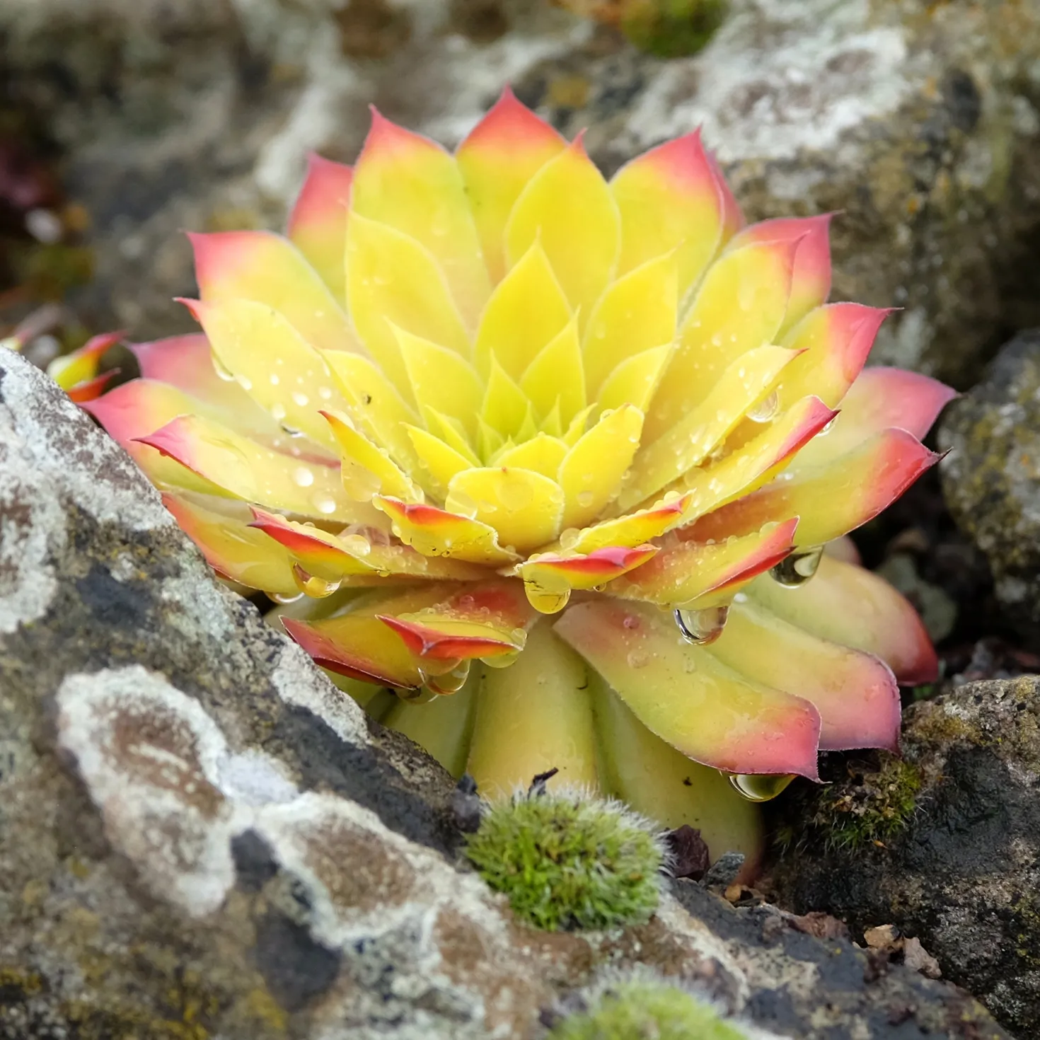 Sempervivum Chick Charms ® Gold Nugget - Goldene Farbe ohne Mühe