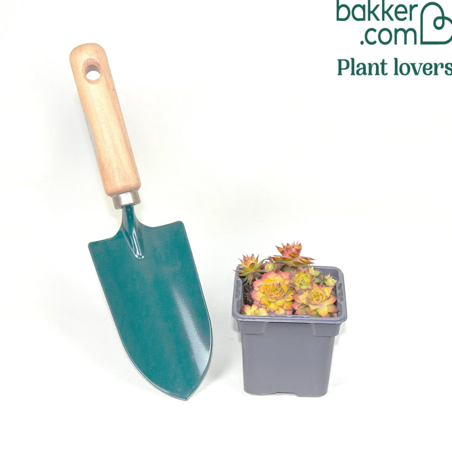 Sempervivum Chick Charms ® Gold Nugget - Goldene Farbe ohne Mühe
