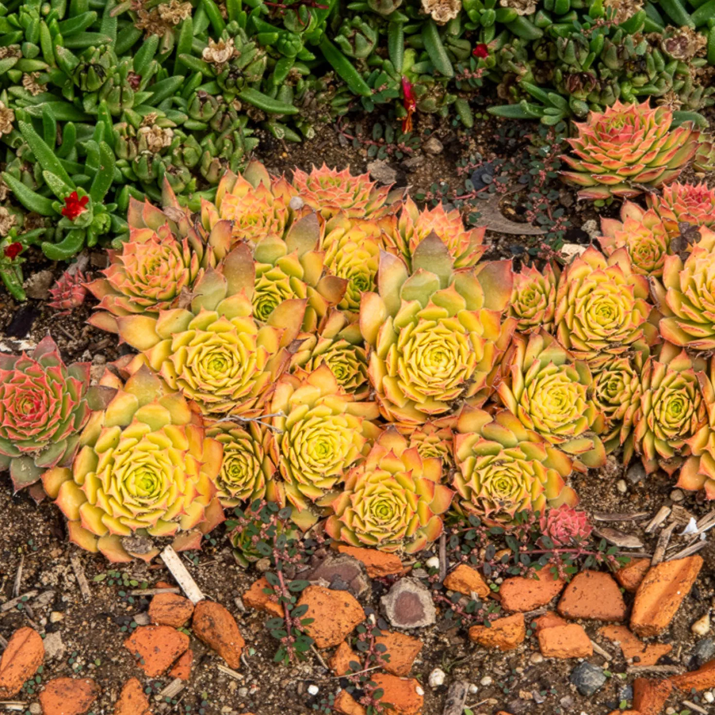 Sempervivum Chick Charms ® Gold Nugget - Goldene Farbe ohne Mühe