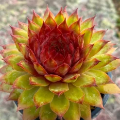 Sempervivum Chick Charms ® Pineapple Paradise - Sonne rein, fertig