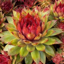 Sempervivum Chick Charms ® Pineapple Paradise - Sonne rein, fertig