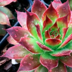 Sempervivum Chick Charms ® Strawberry Kiwi - Farbwechsel ohne Aufwand