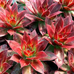 Sempervivum Chick Charms ® Strawberry Kiwi - Farbwechsel ohne Aufwand