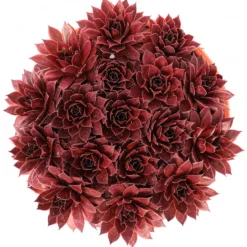 Sempervivum Chick Charms ® Strawberry Kiwi - Farbwechsel ohne Aufwand