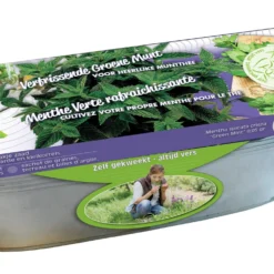 Set Krauseminze im Blumenkasten Zink - Frische Minze direkt ernten