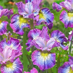 Sibirische Iris 'How Audacious' (x3) - Blüten wie kleine Kunstwerke