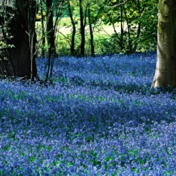 Sibirischer Blaustern - Blaues Blütenmeer im März