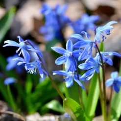 Sibirischer Blaustern - Blaues Blütenmeer im März