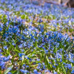 Sibirischer Blaustern - Blaues Blütenmeer im März