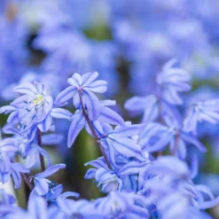 Sibirischer Blaustern - Blaues Blütenmeer im März