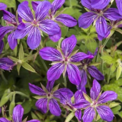 Sibirischer Storchschnabel - Blüht den ganzen Sommer