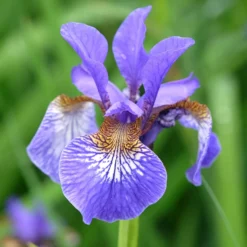 Sibirische Schwertlilie - Blaue Blüten ganz leicht